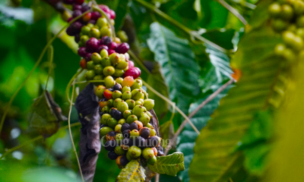 Thị trường nông sản 24/5: Giá tiêu, cà phê, cao su đồng loạt giảm