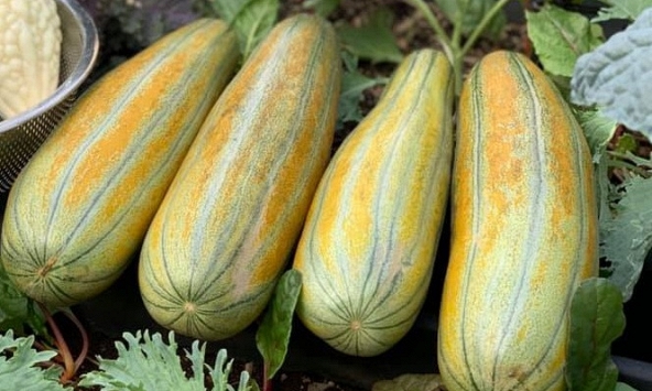 Tác dụng chữa bệnh thú vị từ cây dưa gang ít người biết