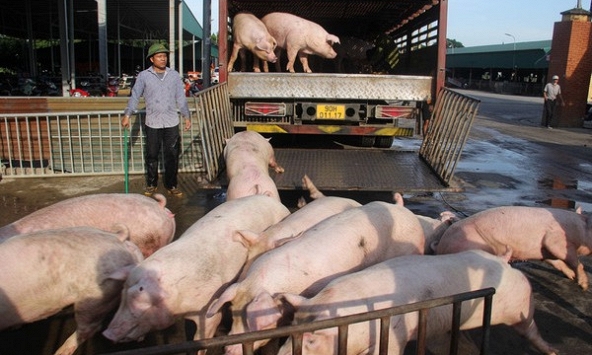 Giá heo hơi 25/5: Miền Bắc giảm cục bộ, miền Nam vẫn xu hướng tăng