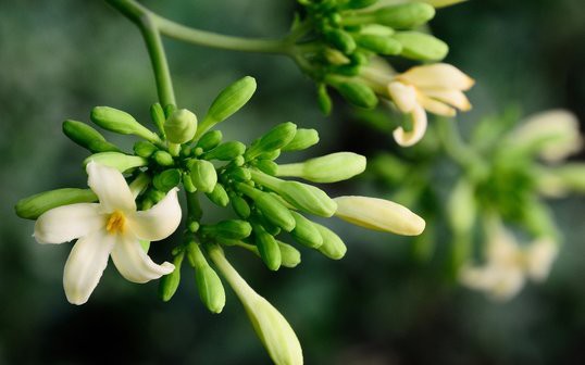 Thực hư việc sử dụng lá và hoa đu đủ đực chữa ung thư