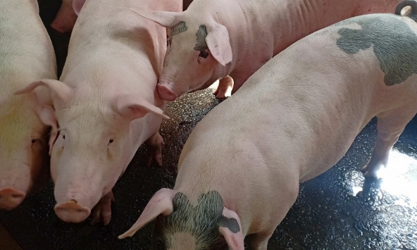 Giá heo hơi hôm nay 26/5: Nguy cơ giá heo quay đầu giảm