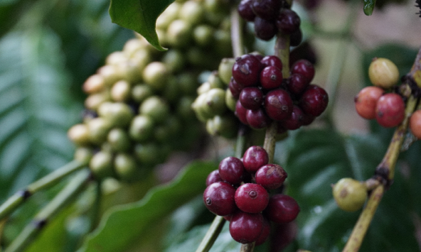 Thị trường nông sản ngày 26/5: Giá cà phê tăng nhẹ, hồ tiêu trong nước giảm 500 đồng/kg