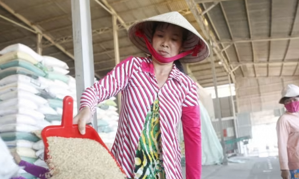 Việt Nam giảm xuất khẩu gạo còn khoảng 4 triệu tấn vào năm 2030