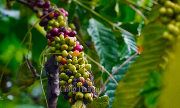 Thị trường nông sản cuối tuần khởi sắc