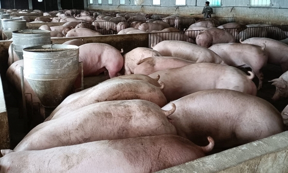 Giá heo hơi 29/5: Ở thế giằng co