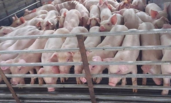 Giá heo hơi 30/5: Miền Bắc tiếp tục xu hướng giảm
