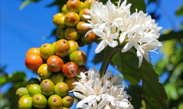 Thị trường nông sản ngày 30/5: Robusta Việt Nam giảm 15% khiến nguồn cung thiếu hụt, hồ tiêu, cao su tăng