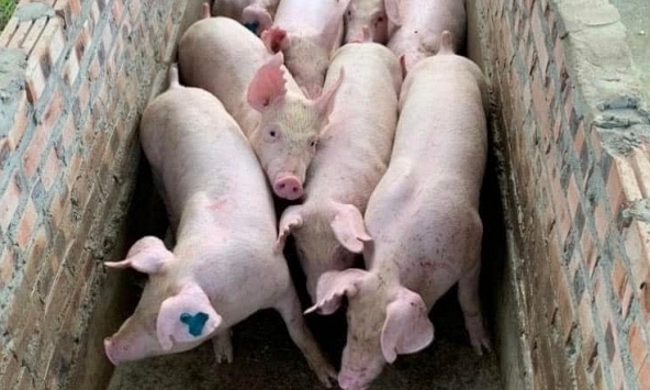 Giá heo hơi 31/5: Miền Nam trước nguy cơ giảm