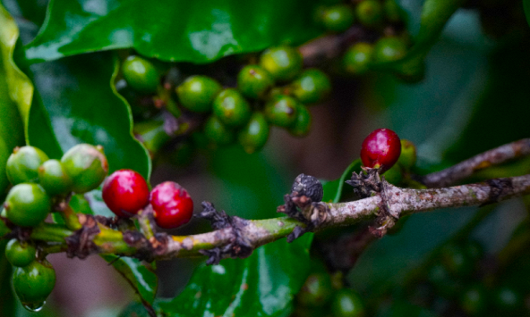 Thị trường nông sản 31/5: Giá cà phê trong nước cao nhất 61.100 đồng/kg, hồ tiêu, cao su tăng