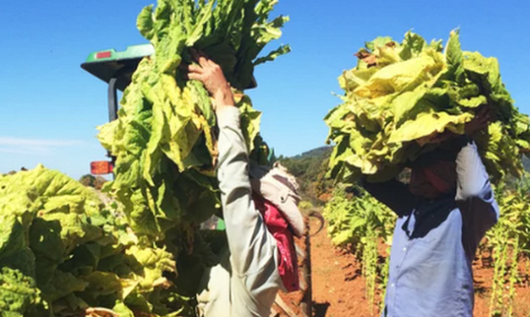 Hưởng ứng ngày thế giới không hút thuốc lá: 'Mọi người cần thực phẩm, không cần thuốc lá'