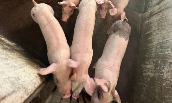 Giá heo hơi 31/5: Miền Nam giảm cục bộ