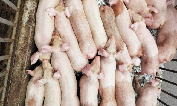 Giá heo hơi hôm nay 2/6: Thịt heo sỉ 'hạ nhiệt'