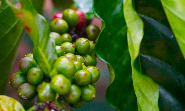 Xuất khẩu cà phê Việt Nam giảm 2,2% trong 5 tháng đầu năm 2023