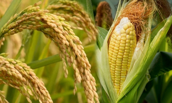 Giá nguyên liệu thức ăn chăn nuôi sẽ duy trì xu hướng giảm nửa cuối năm 2023