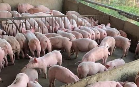 Giá heo hơi 3/6: Tiếp tục đà giảm trên cả nước