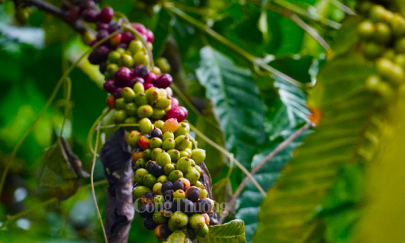 Thị trường nông sản cuối tuần: Giá cà phê, cao su tăng mạnh, hồ tiêu giảm