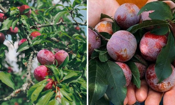 Trải nghiệm hái mận Mộc Châu cực 'chill'