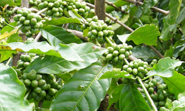 Thị trường nông sản đầu tuần ít biến động