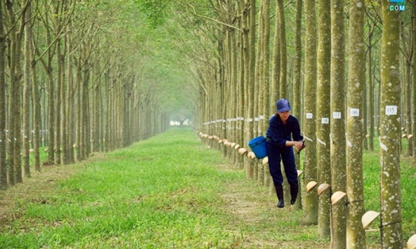 Dự báo nhu cầu cao su thiên nhiên sẽ tăng trở lại