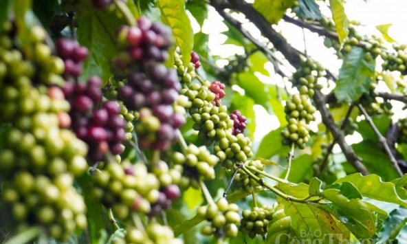 Thị trường nông sản 6/6: Hồ tiêu bất ngờ giảm mạnh, cà phê, cao su tăng