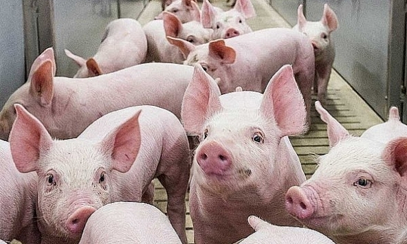 Giá heo hơi 6/6: Có thể tăng trong những ngày tới