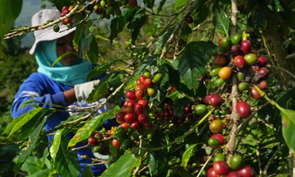 El Nino sẽ khiến giá cà phê robusta Việt Nam và Indonesia tiếp tục tăng cao