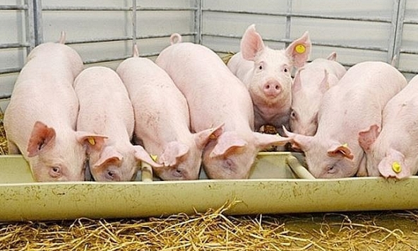 Giá heo hơi 7/6: Khó tăng cao khi nguồn cung duy trì
