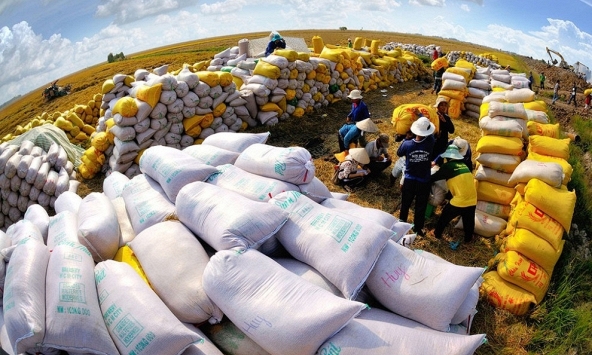 Xuất khẩu gạo của Việt Nam tăng mạnh nhất trong vòng 10 năm