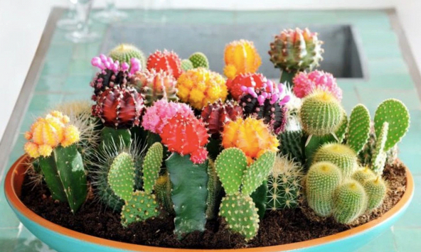 Top 4 loại cây 'khắc tinh của thần may mắn' không nên chọn trồng trong nhà