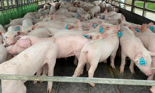 Giá heo hơi hôm nay 9/6: Tiêu dùng thịt heo được dự báo sẽ phục hồi nhưng chưa cần đến nguồn thịt nhập