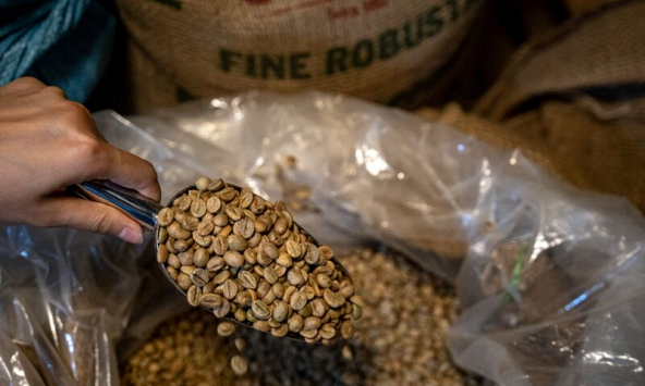 El Nino sẽ 'thổi' giá cà phê robusta tại thị trường châu Á
