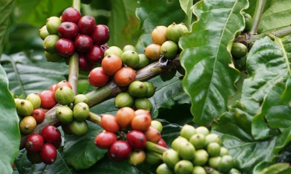 Thị trường nông sản 12/6: Cà phê thế giới đồng loạt giảm