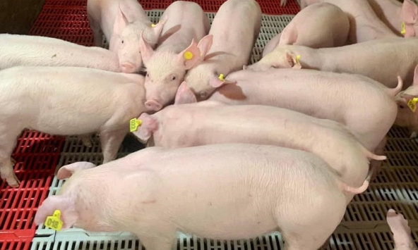Giá heo hơi 12/6: Tăng đồng loạt