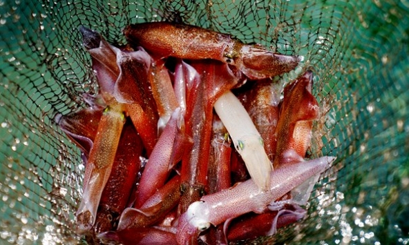 Vì sao mực nhảy Vũng Áng giá cao vẫn hấp dẫn du khách muôn phương?