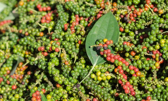 Thị trường nông sản 13/6: Giá tiêu tăng mạnh trở lại