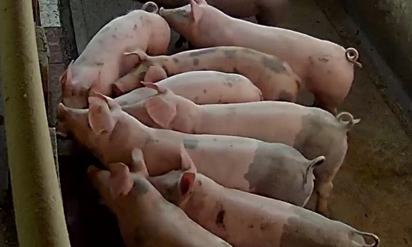 Giá heo hơi 13/6: Đà tăng duy trì ở cả ba miền