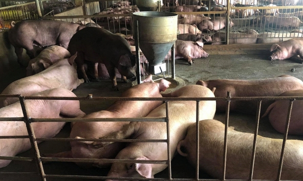 Giá heo hơi 14/6: Lên mức cao nhất gần 2 năm