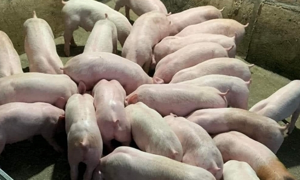 Giá heo hơi 15/6: Chưa thể lên 64.000 đồng/kg