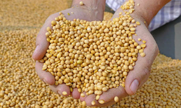 Giá nông sản nhập khẩu đồng loạt hạ nhiệt