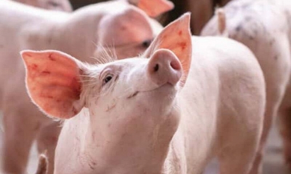 Giá heo hơi tăng mạnh, các doanh nghiệp chăn nuôi dần có lãi