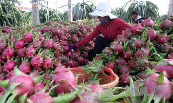 Nhiều dư địa cho nông sản, thực phẩm Việt tại thị trường Trung Quốc