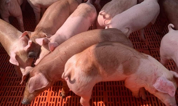 Giá heo hơi 16/6: Tiếp tục tăng nhưng chưa có mốc mới