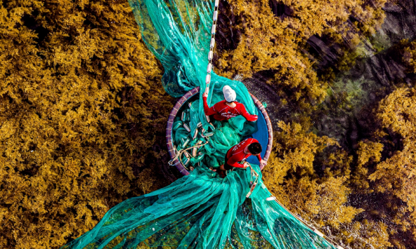 Mùa rong mơ tựa như cánh đồng vàng dưới biển Quy Nhơn