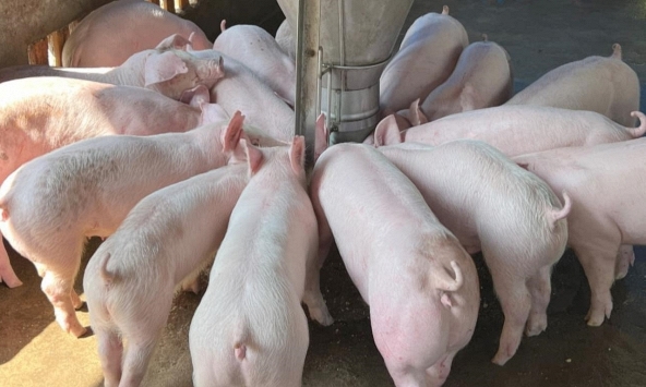 Giá heo hơi 17/6: Chưa thể phá mốc 63.000 đồng/kg