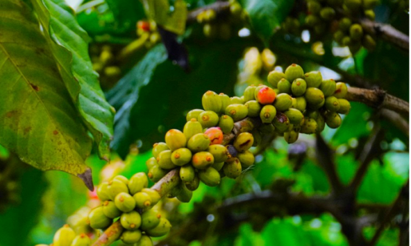 Thị trường nông sản cuối tuần: Giá cà phê lập kỷ lục mới