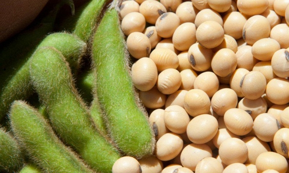 Đà tăng của giá đậu tương có thể bị hạn chế do áp lực bán kĩ thuật ở vùng 1450