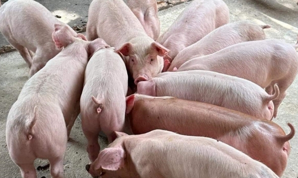 Giá heo hơi 19/6: Có thể vượt mốc 65.000 đồng/kg	trong tuần này