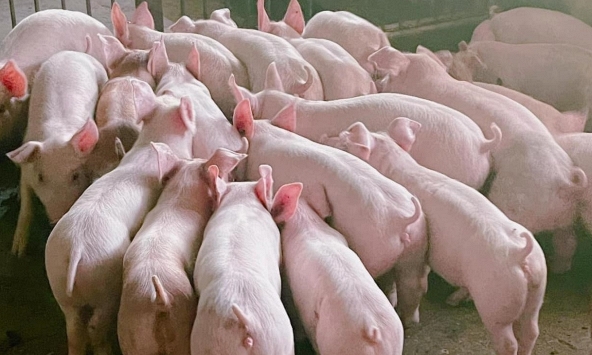 Giá heo hơi 20/6: Vì sao đà tăng chững lại?