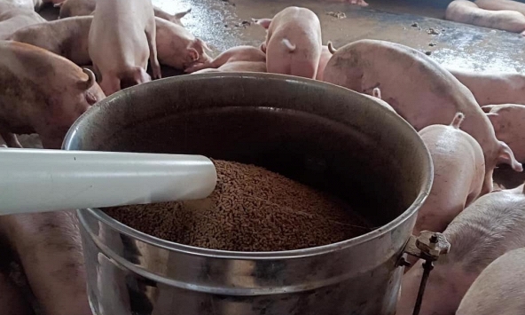 Giá heo hơi 21/6: Ba miền đi ngang