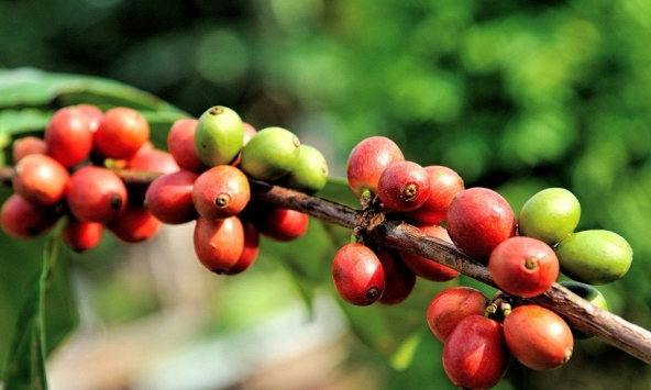 Thị trường nông sản ngày 21/6: Giá cà phê Robusta tăng cao, người trồng kỳ vọng lãi lớn